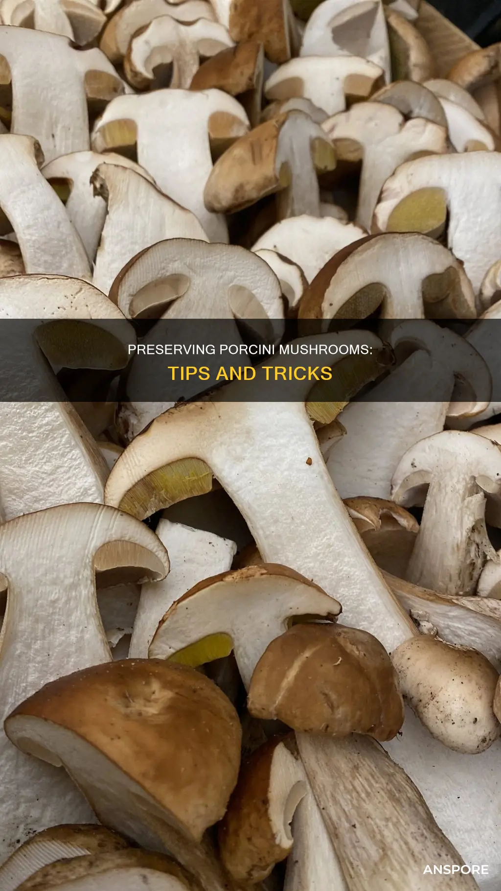 how to preserve porcini mushrooms