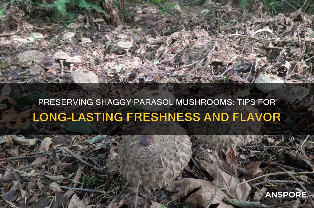 how to preserve shaggy parasol mushrooms