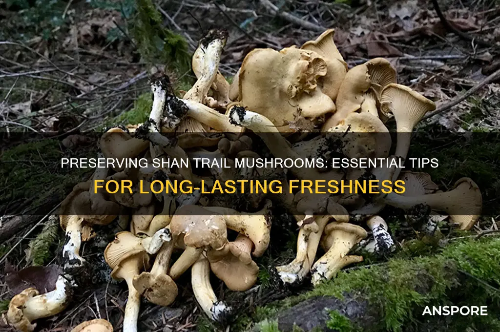 how to preserve shan trail mushrooms