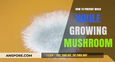 Effective Strategies to Prevent Mold During Mushroom Cultivation
