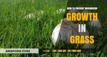 Effective Strategies to Stop Mushrooms from Growing in Your Lawn