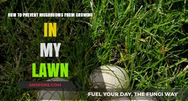 Stop Mushroom Growth: Effective Lawn Care Tips to Keep Fungi Away