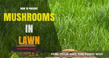 Effective Strategies to Prevent Mushrooms from Growing in Your Lawn