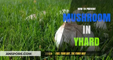 Effective Strategies to Prevent Mushrooms from Growing in Your Yard