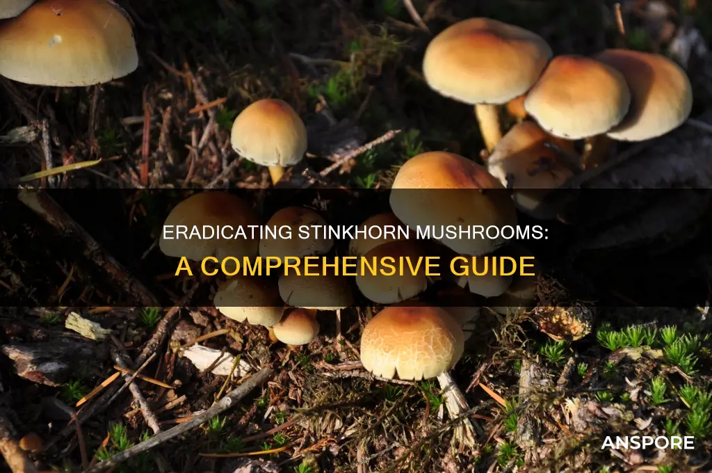how to prevent stinkhorn mushrooms