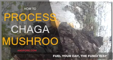 Chaga Mushroom: Processing for Optimal Benefits