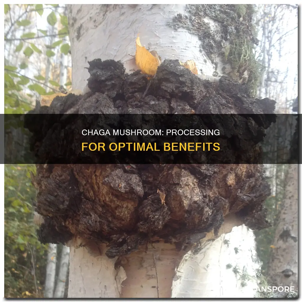 how to process chaga mushroom