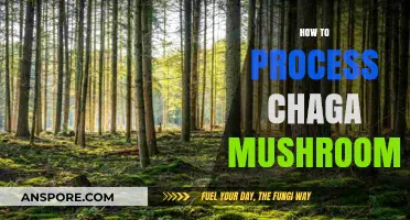 Chaga Mushroom Processing: A Step-by-Step Guide