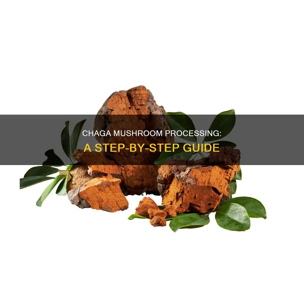 how to process chaga mushrooms