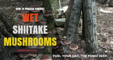 Mastering Wet Shiitake Harvest: Efficient Processing Tips for Fresh Mushrooms