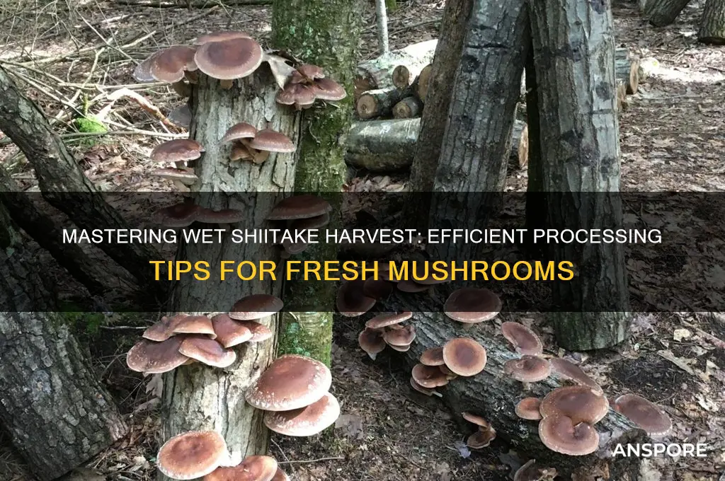 how to process harvest wet shiitake mushrooms