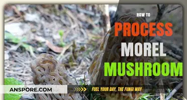 Mastering Morel Mushrooms: A Step-by-Step Processing Guide for Foragers