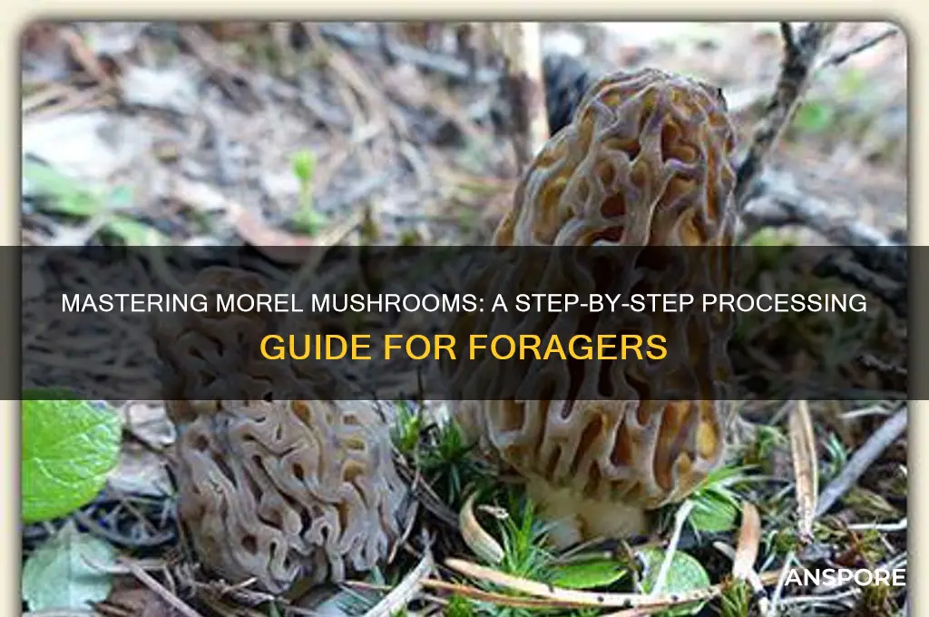 how to process morel mushrooms