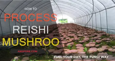 Reishi Mushroom Processing: A Step-by-Step Guide