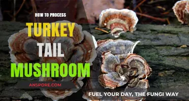 Mastering Turkey Tail Mushroom Processing: A Step-by-Step Guide