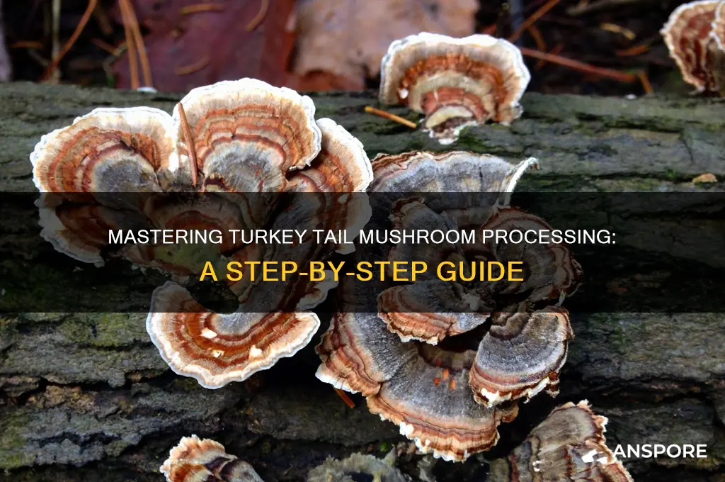how to process turkey tail mushroom