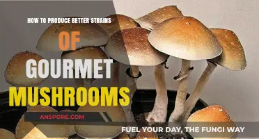 Mastering Gourmet Mushroom Cultivation: Techniques for Superior Strains