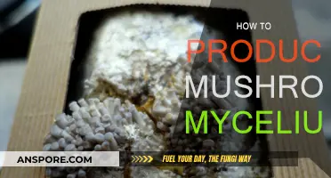 Grow Mushroom Mycelium: A Step-by-Step Guide