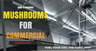 Mastering Commercial Mushroom Production: Essential Tips for High-Yield Success