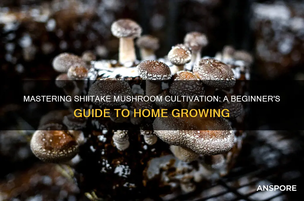 how to produce shiitake mushrooms at home