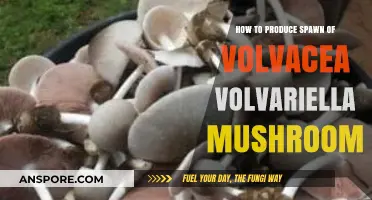Mastering Volvariella Mushroom Spawn Production: A Step-by-Step Guide