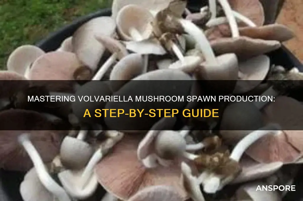 how to produce spawn of volvacea volvariella mushroom