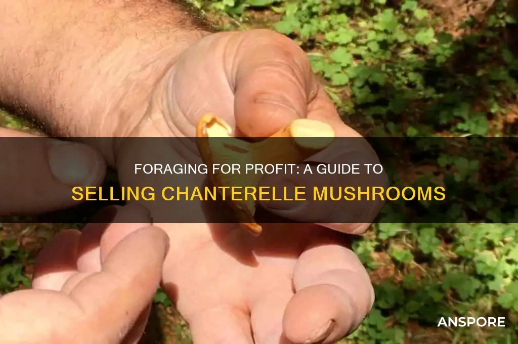 how to profit from foraging chanterelle mushrooms