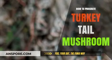 Mastering Turkey Tail Mushroom Cultivation: A Step-by-Step Guide