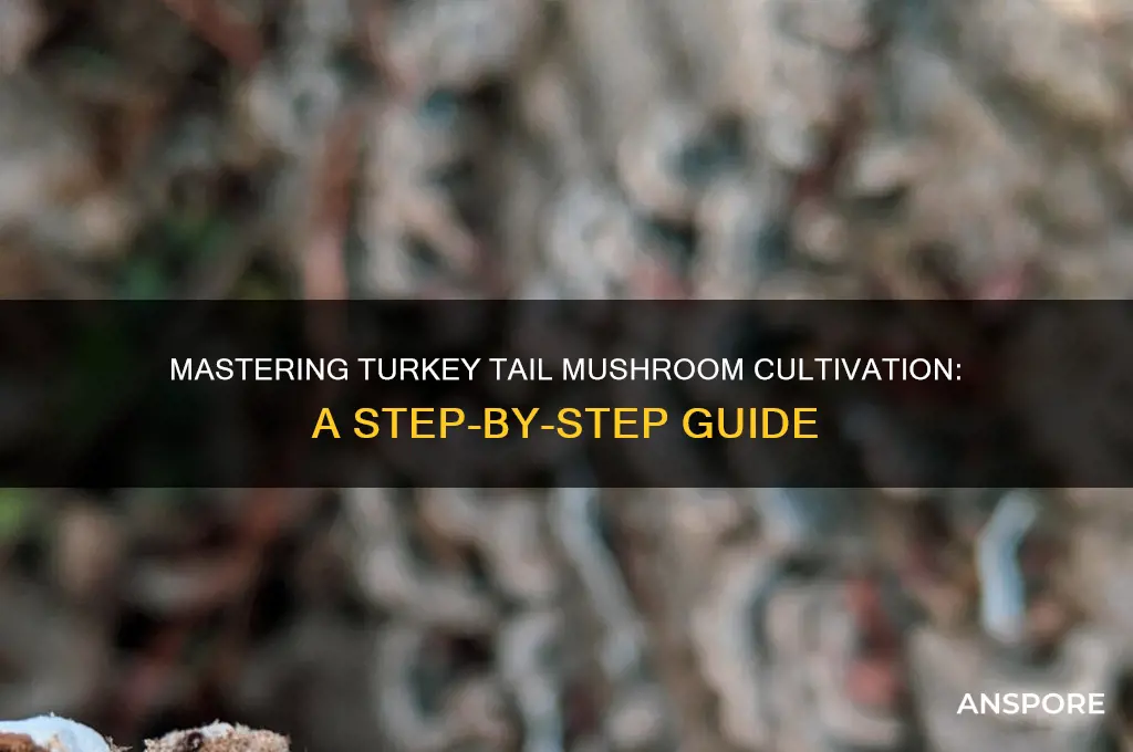 how to prograte turkey tail mushrooms