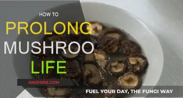 Smart Storage Hacks: Keep Your Mushrooms Fresh for Longer