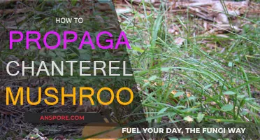 Grow Your Own Chanterelles: A Guide to Propagation