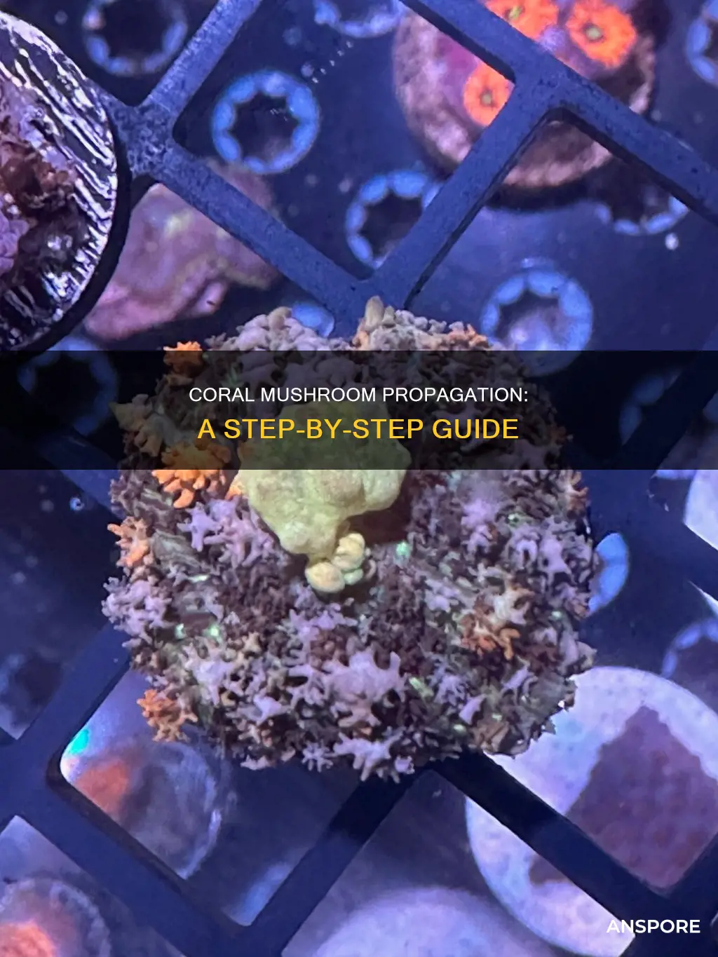how to propagate coral mushrooms