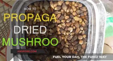 Grow Your Own: Propagating Mushrooms from Dried Spores