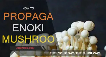 Propagating Enoki Mushrooms: A Step-by-Step Guide for Beginners