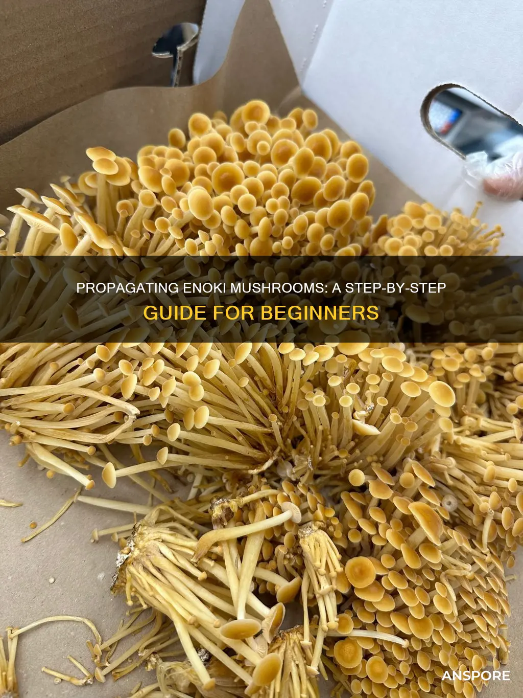 how to propagate enoki mushroom