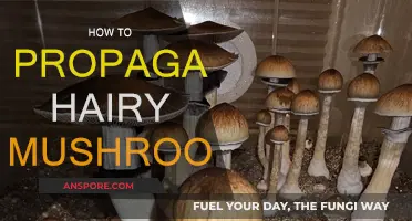 Propagating Hairy Mushrooms: A Step-by-Step Guide