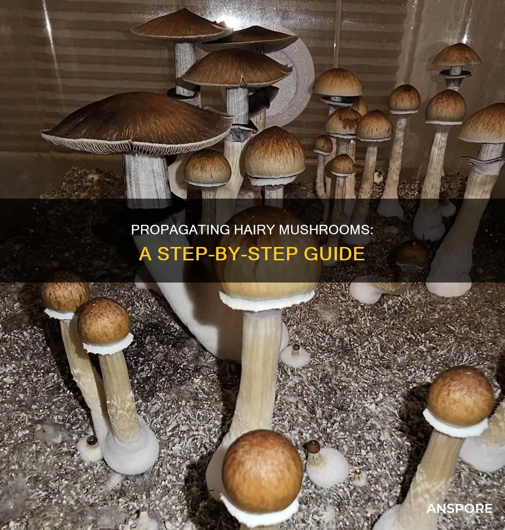 how to propagate hairy mushrooms