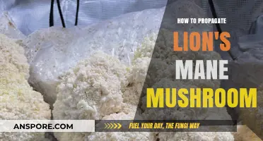 Mastering Lion's Mane Mushroom Propagation: Simple Steps for Successful Growth
