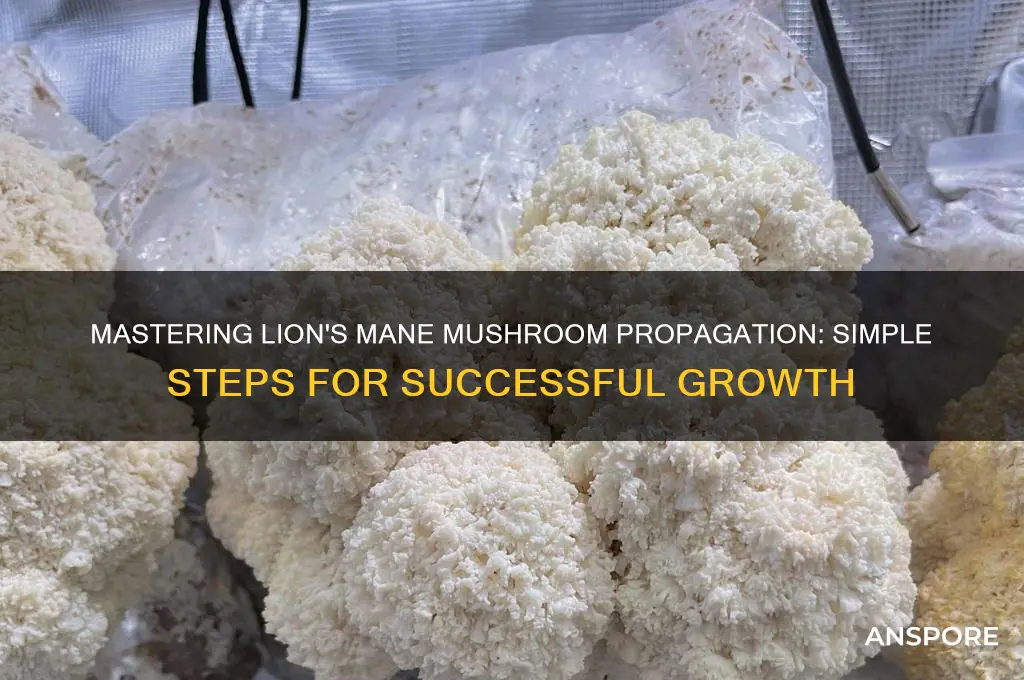 how to propagate lion