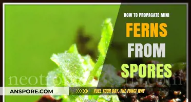 Propagating Mini Ferns: A Step-by-Step Guide to Growing from Spores
