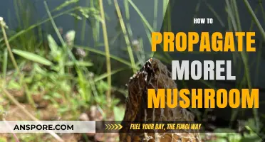 Mastering Morel Mushroom Propagation: A Step-by-Step Guide for Success