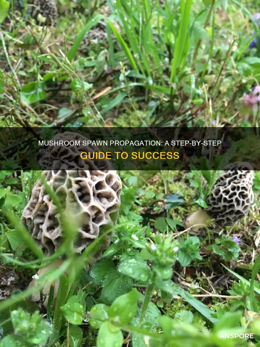 how to propagate mushroom spawn