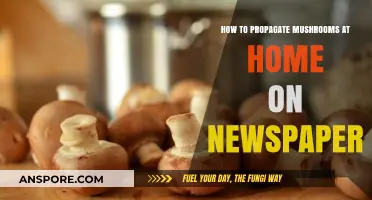 Easy Mushroom Propagation: Grow Your Own on Newspaper at Home