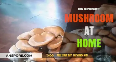 Easy Mushroom Propagation: A Beginner's Guide to Growing at Home
