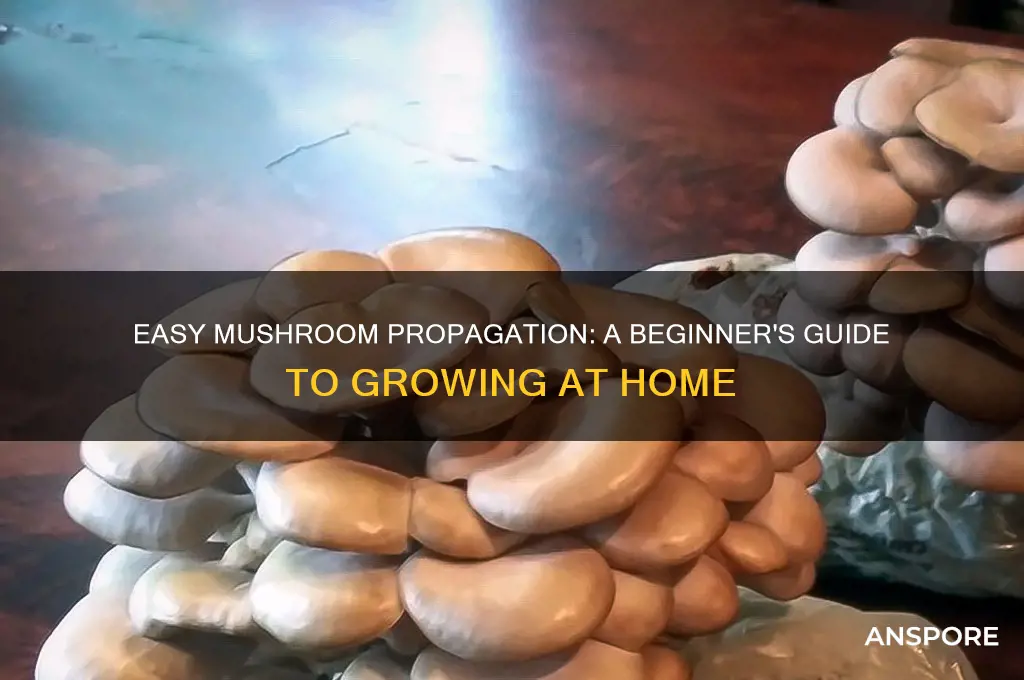 how to propagate mushrooms at home