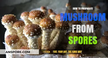 Master Mushroom Propagation: A Step-by-Step Guide to Growing from Spores