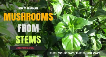 Propagating Mushrooms from Stems: A Simple Step-by-Step Guide