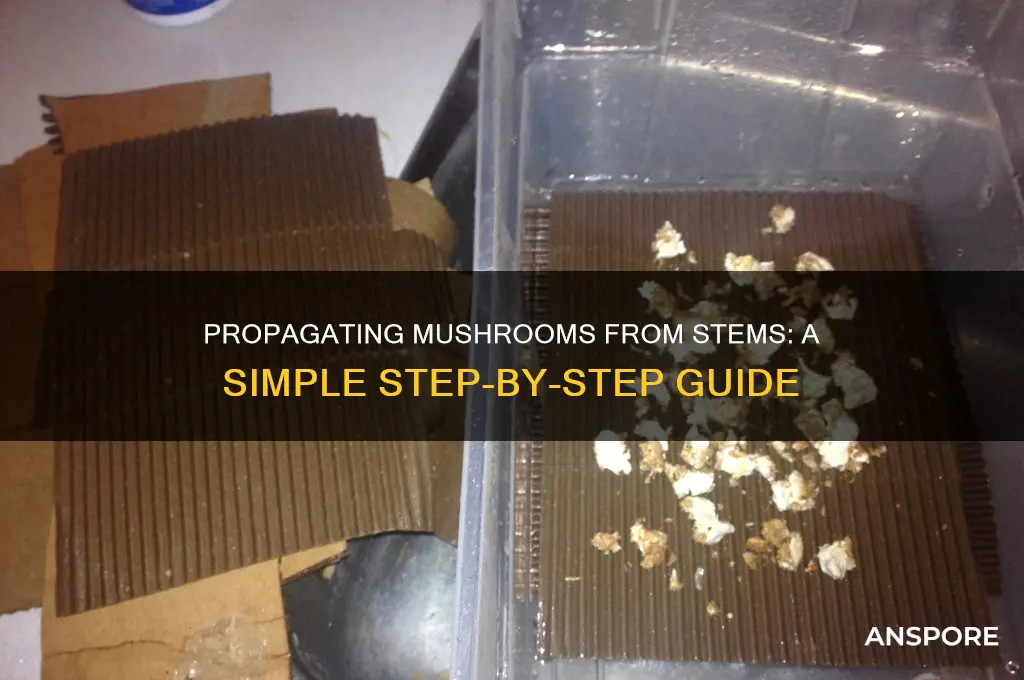 how to propagate mushrooms from stems