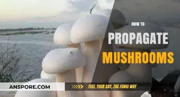 Mushroom Propagation: An Easy Guide to Grow Your Own Mushrooms