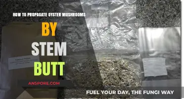 Propagate Oyster Mushrooms: Simple Stem Butt Technique Guide